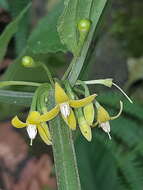 Witheringia solanacea L'Hér.的圖片
