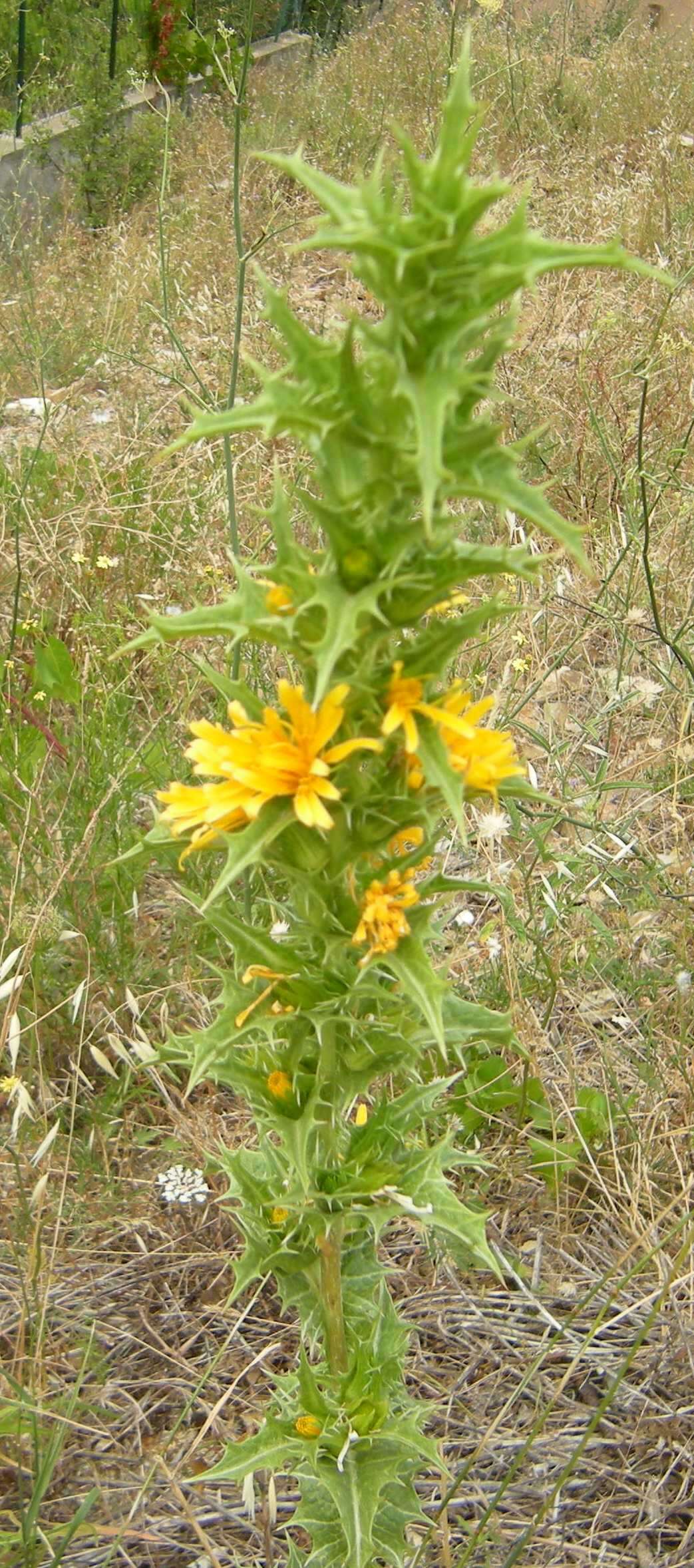 Image of Spanish oyster thistle