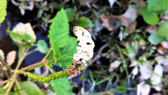 Image of Indian heliotrope