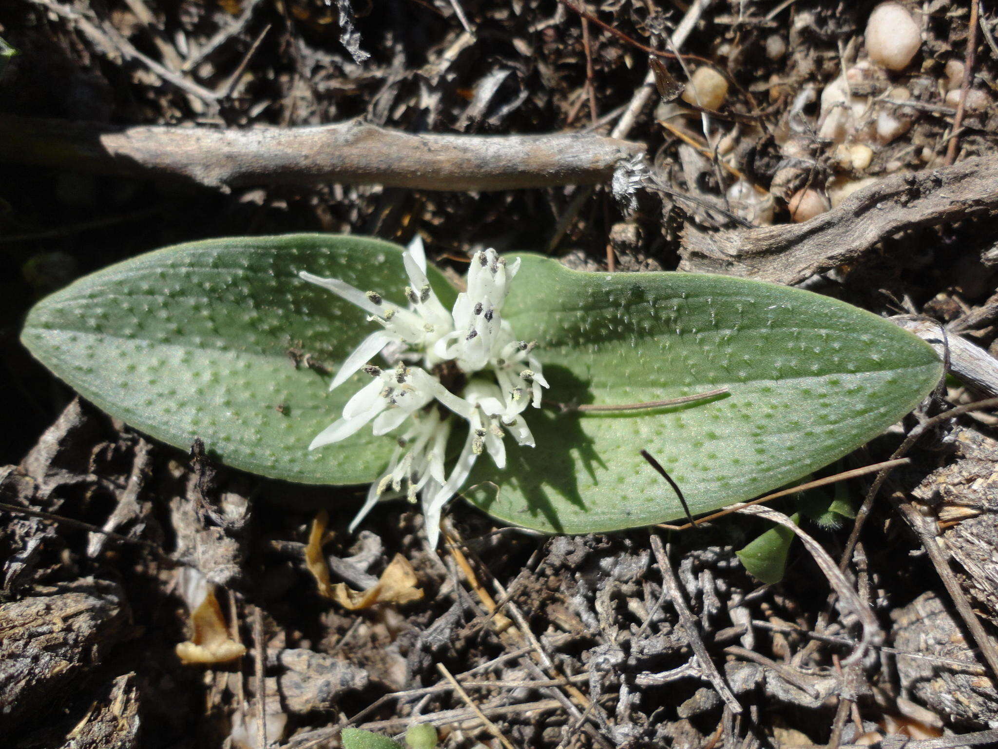 Image of Massonia inaequalis