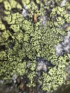 Image of lecanora map lichen