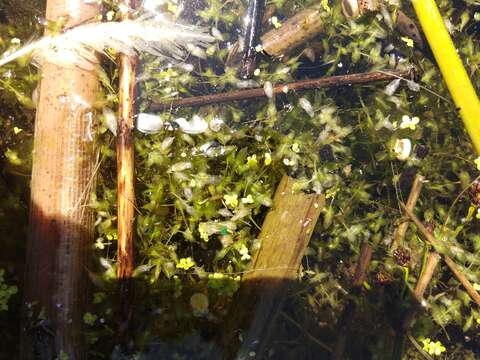 Image of Duckweed