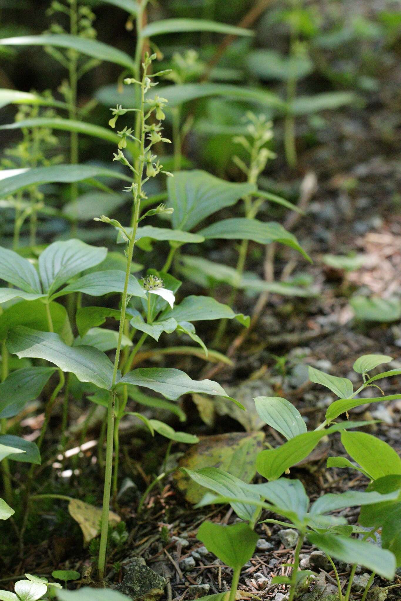 Neottia banksiana (Lindl.) Rchb. fil. resmi