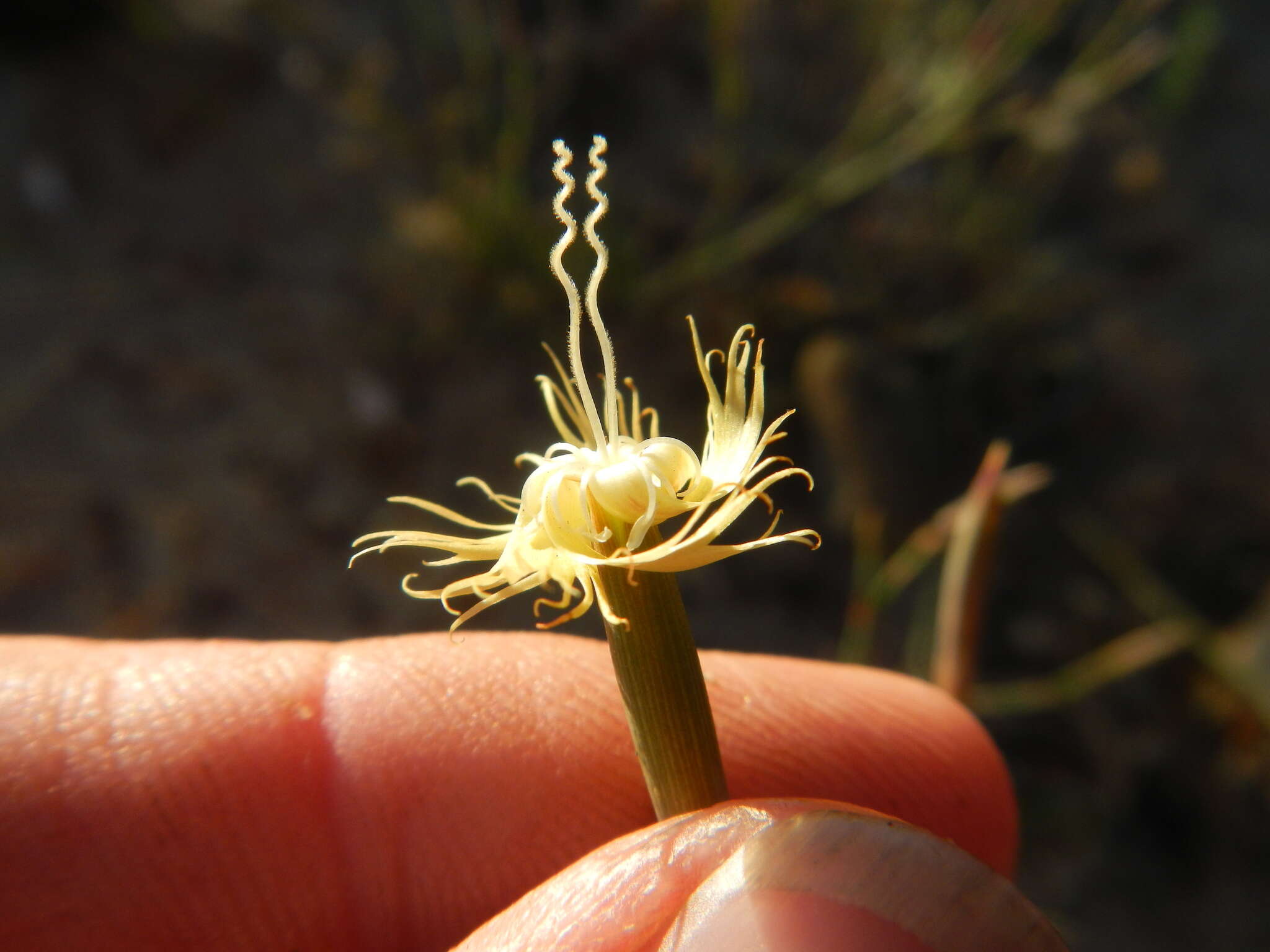 Image of Dianthus bolusii Burtt Davy