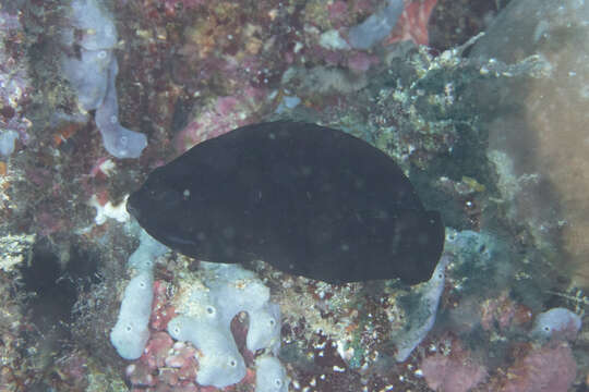 Image of Dusky angel-fish