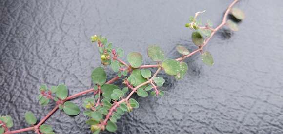 Image of Euphorbia makinoi Hayata