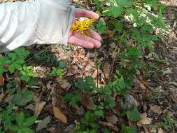 صورة Packera coahuilensis (Greenm.) C. Jeffrey