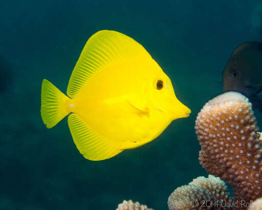 Image of Lemon Sailfin