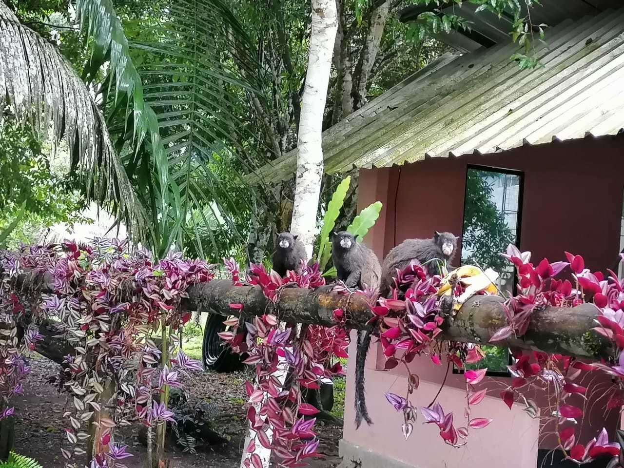 Image of Black-mantled tamarin
