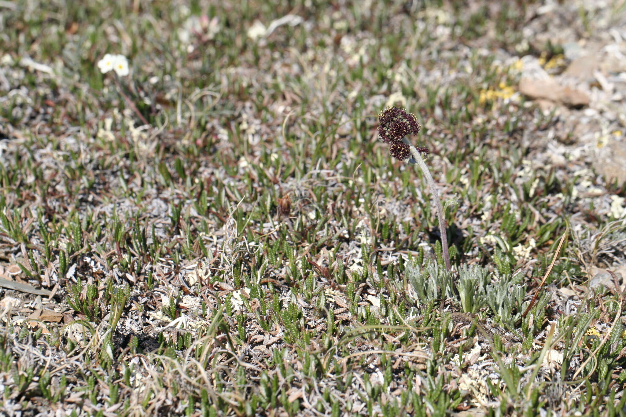 Imagem de Artemisia globularia Cham. ex Bess.