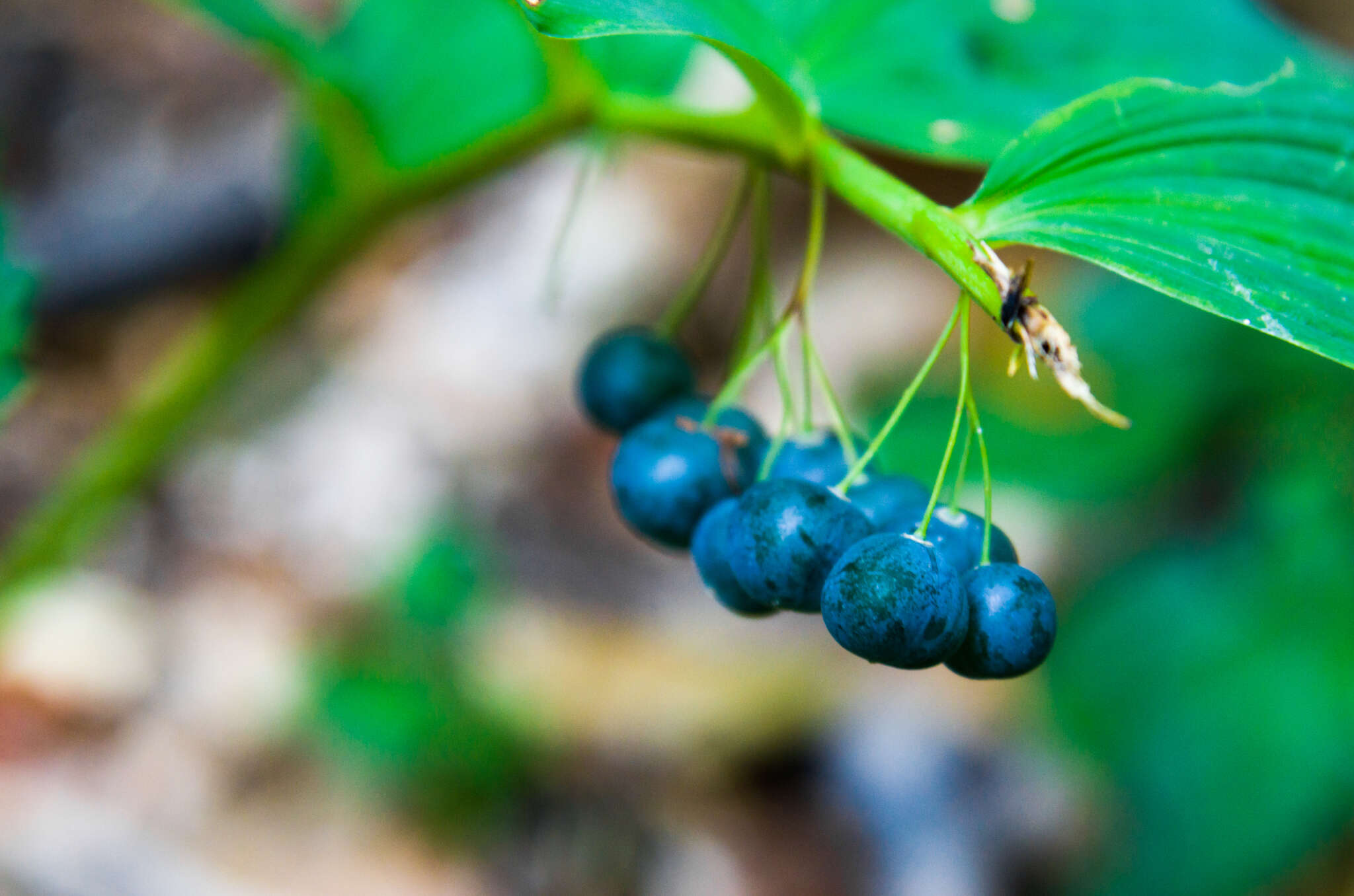 Image of Polygonatum orientale Desf.