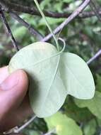 Image of pineland passionflower