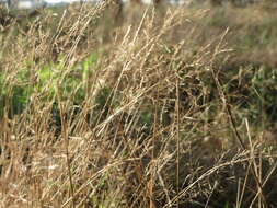 Image of Colonial bent(grass)