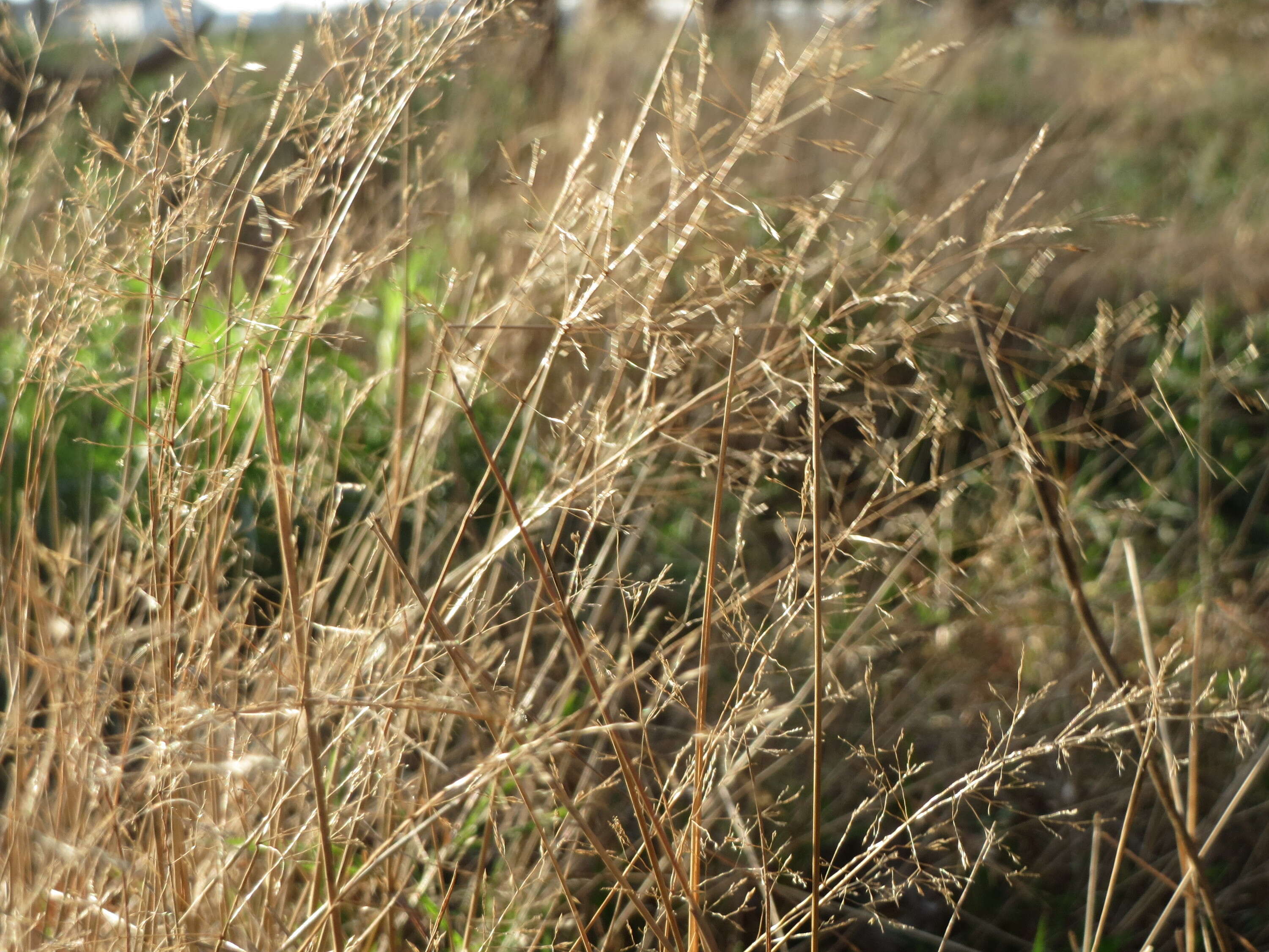 Image of Colonial bent(grass)