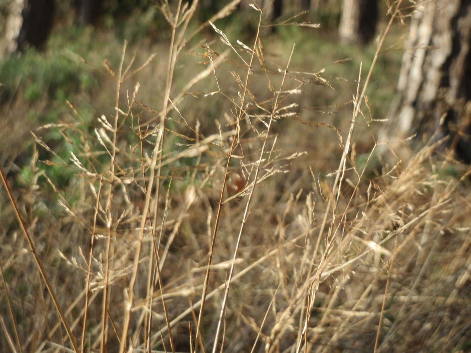 Image de Agrostis commun