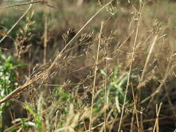 Image of Colonial bent(grass)