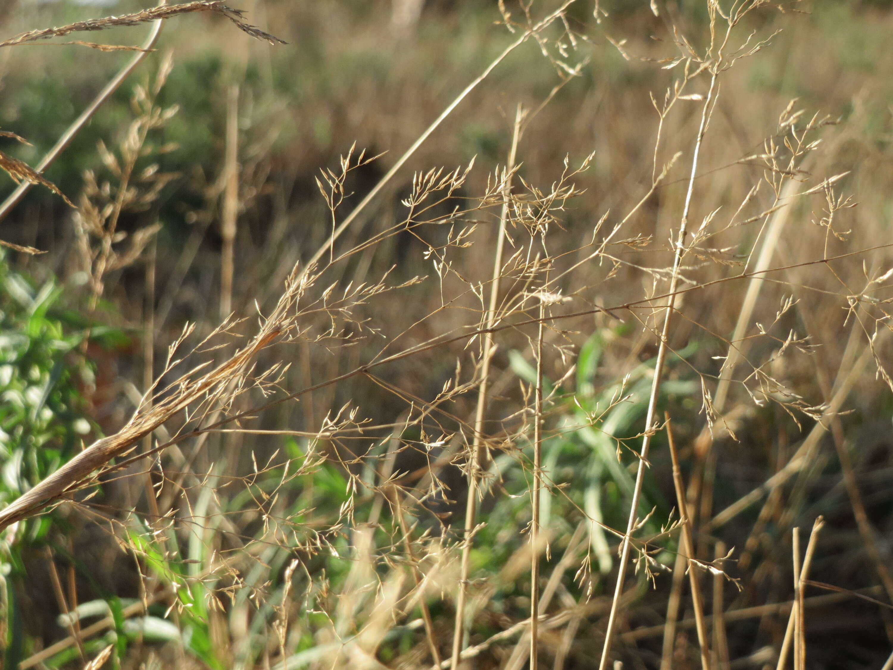 Image of Colonial bent(grass)