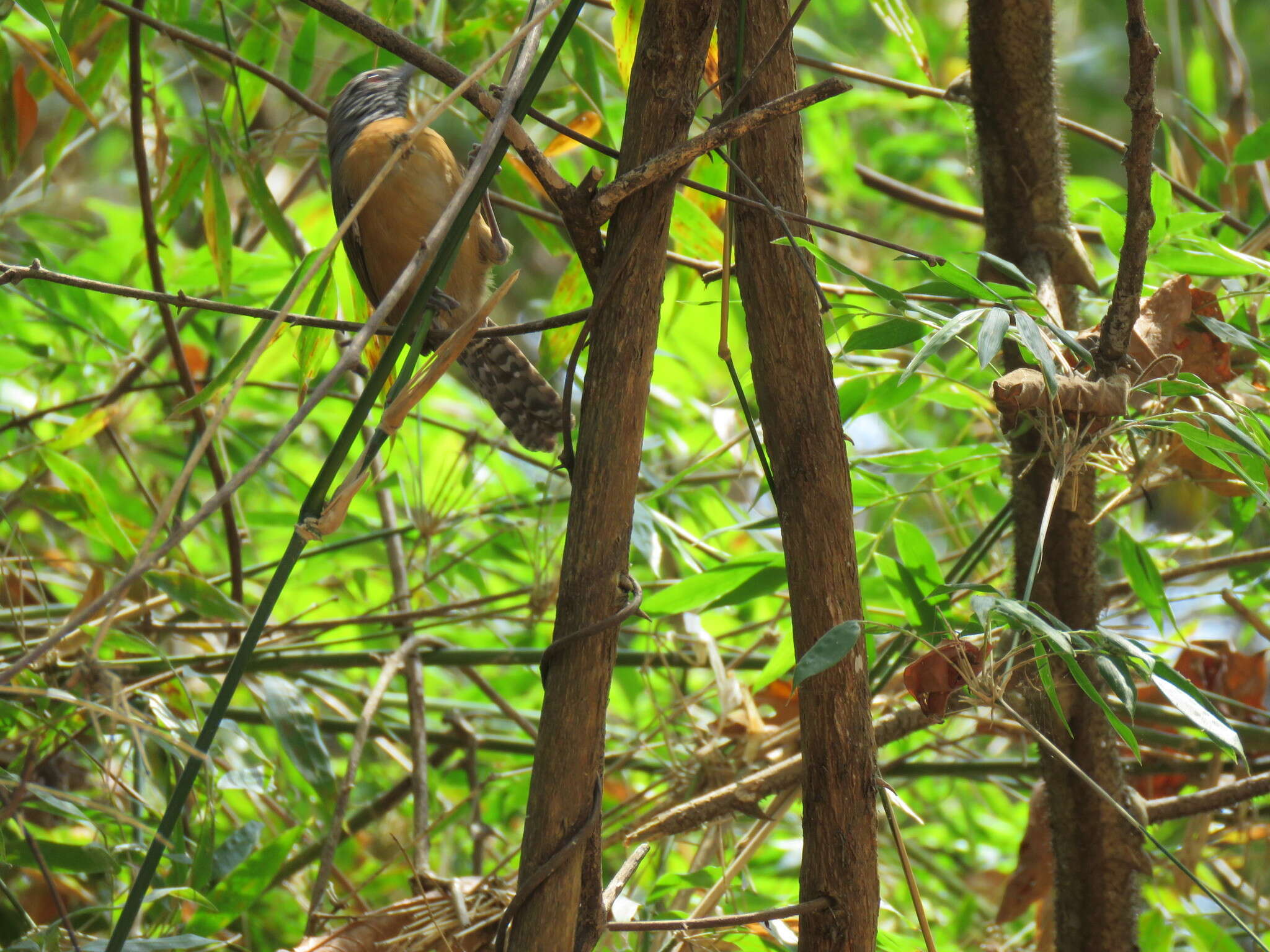 Image of Rufous-breasted Wren