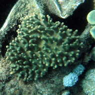 Image of Leather coral