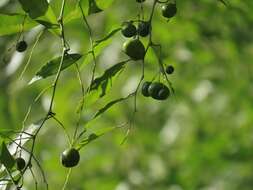 Image of Capparis fascicularis var. fascicularis