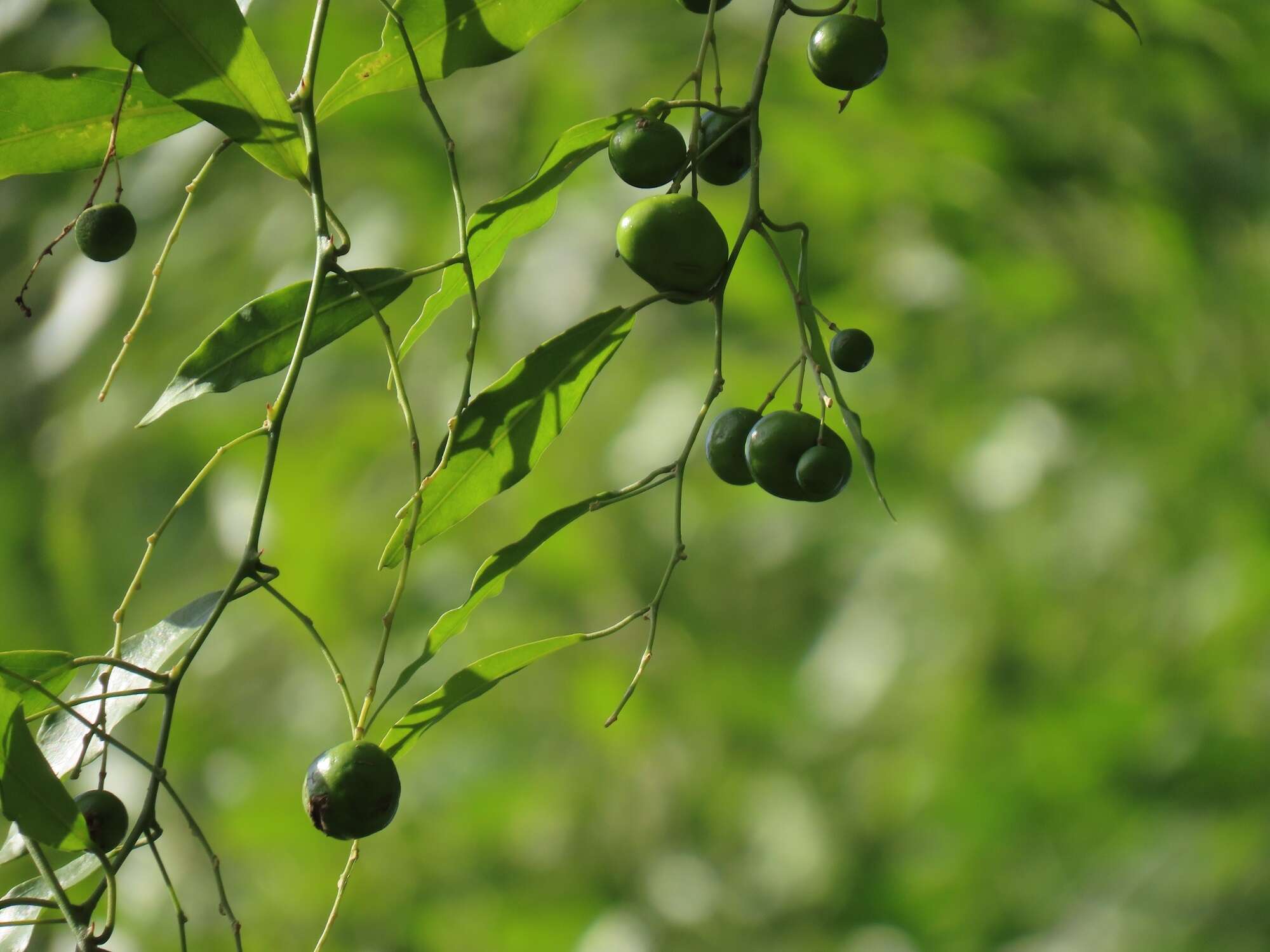 Image of Capparis fascicularis var. fascicularis