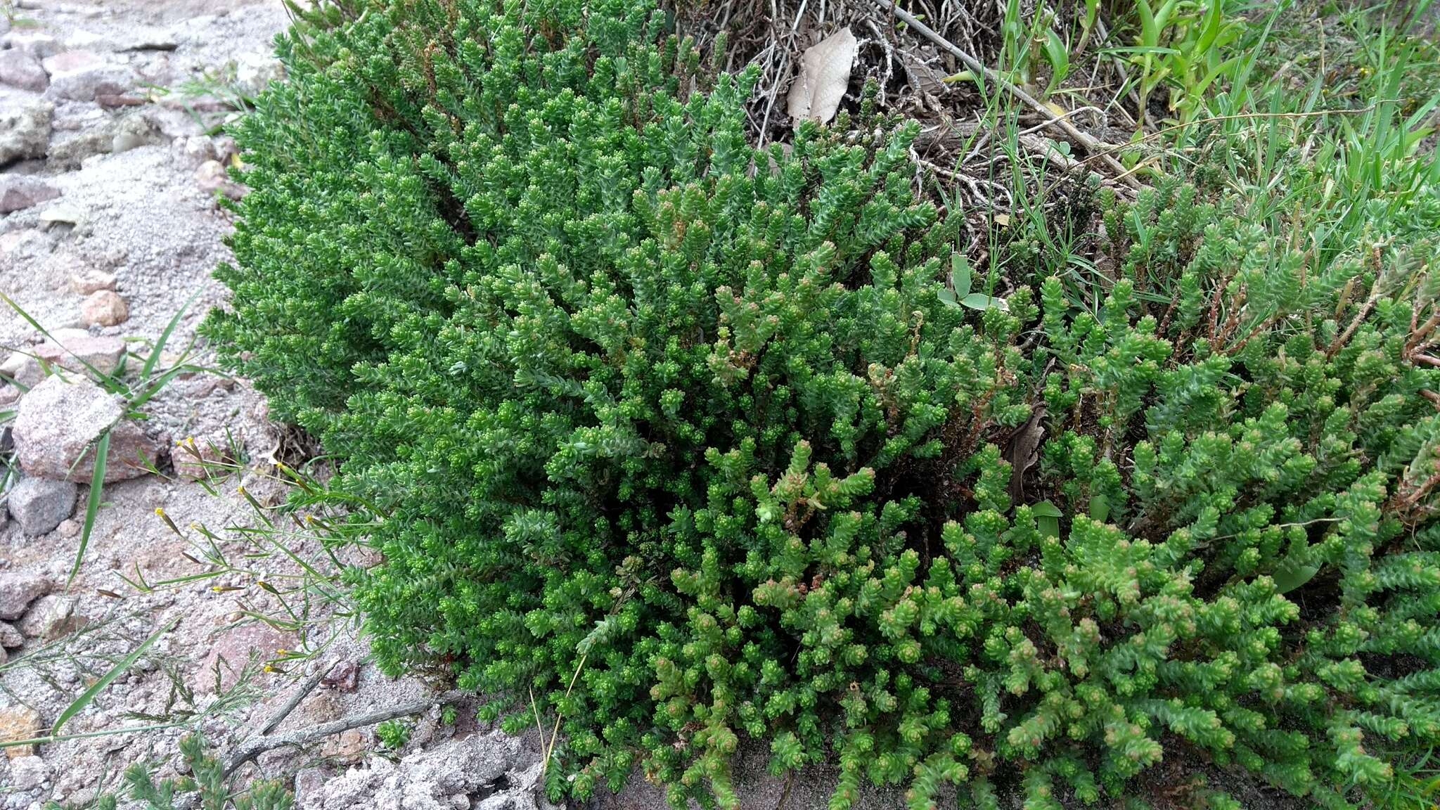 Image of red stonecrop