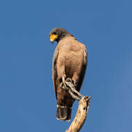 Image of Rufous Crab Hawk