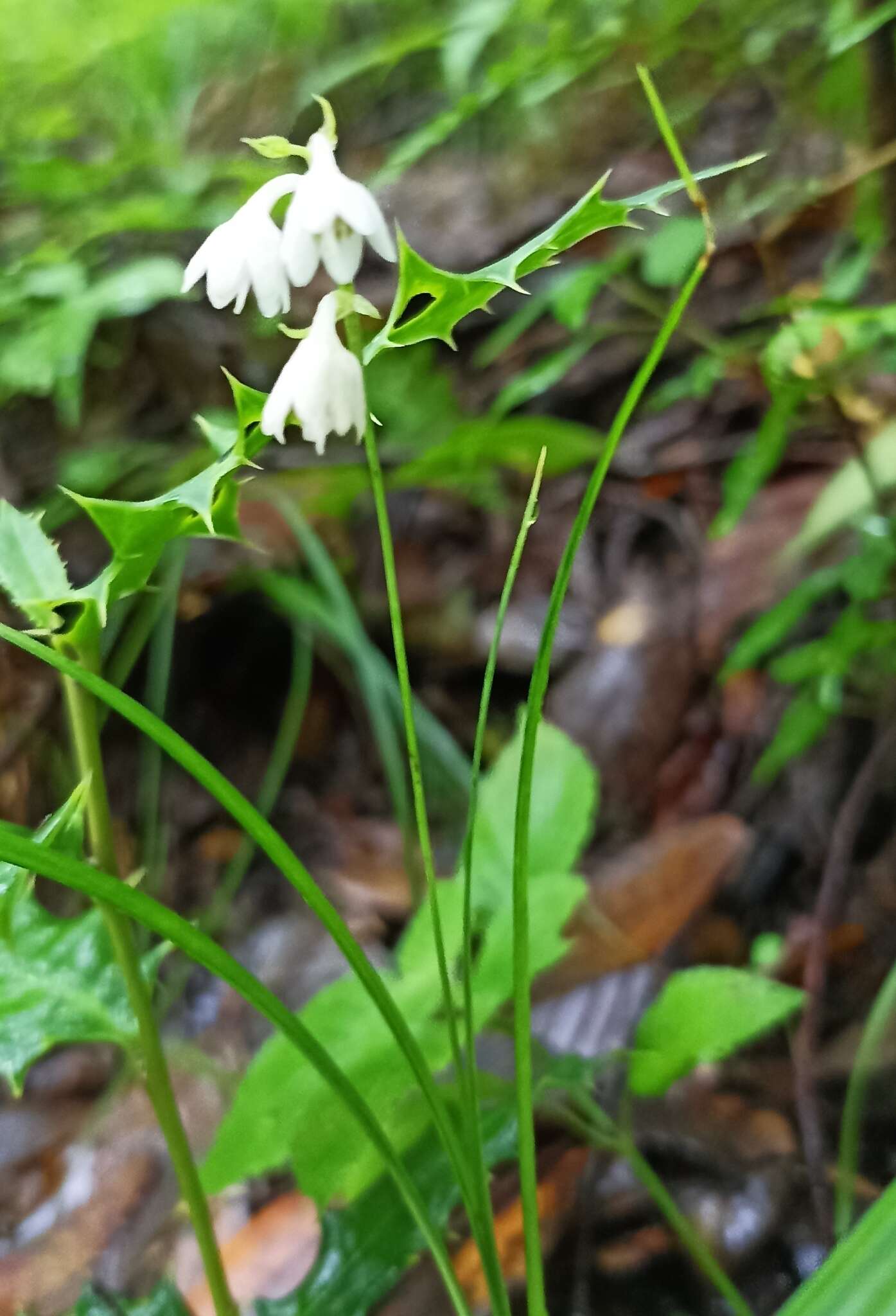 Image of Ophiopogon intermedius D. Don