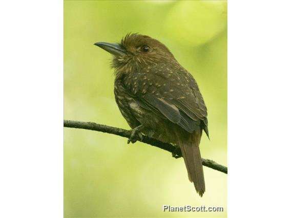 Image of White-whiskered Puffbird