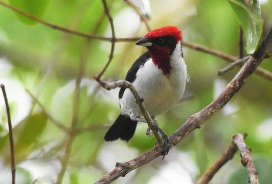 Image of Masked Cardinal