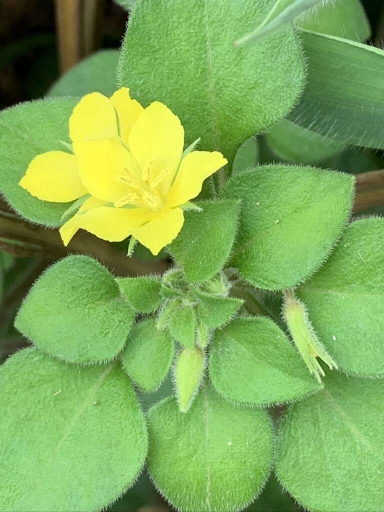 Plancia ëd Lysimachia remota Petitm.