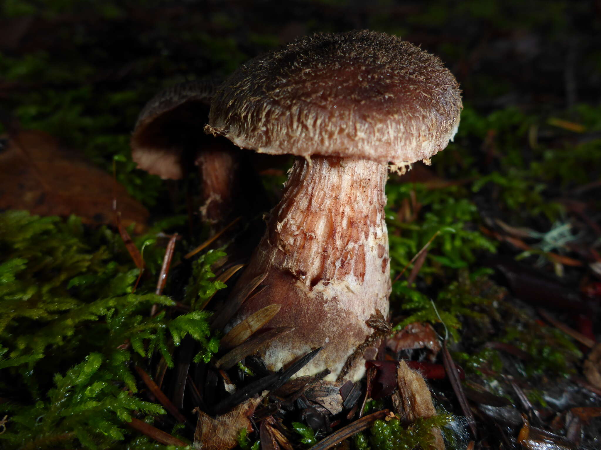 Image of Armillaria sinapina Bérubé & Dessur. 1988