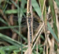 Image of Green-striped Darner