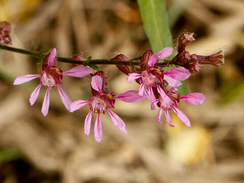 Image of Sticky Waxweed