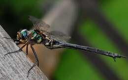 Image of Clamp-tipped Emerald