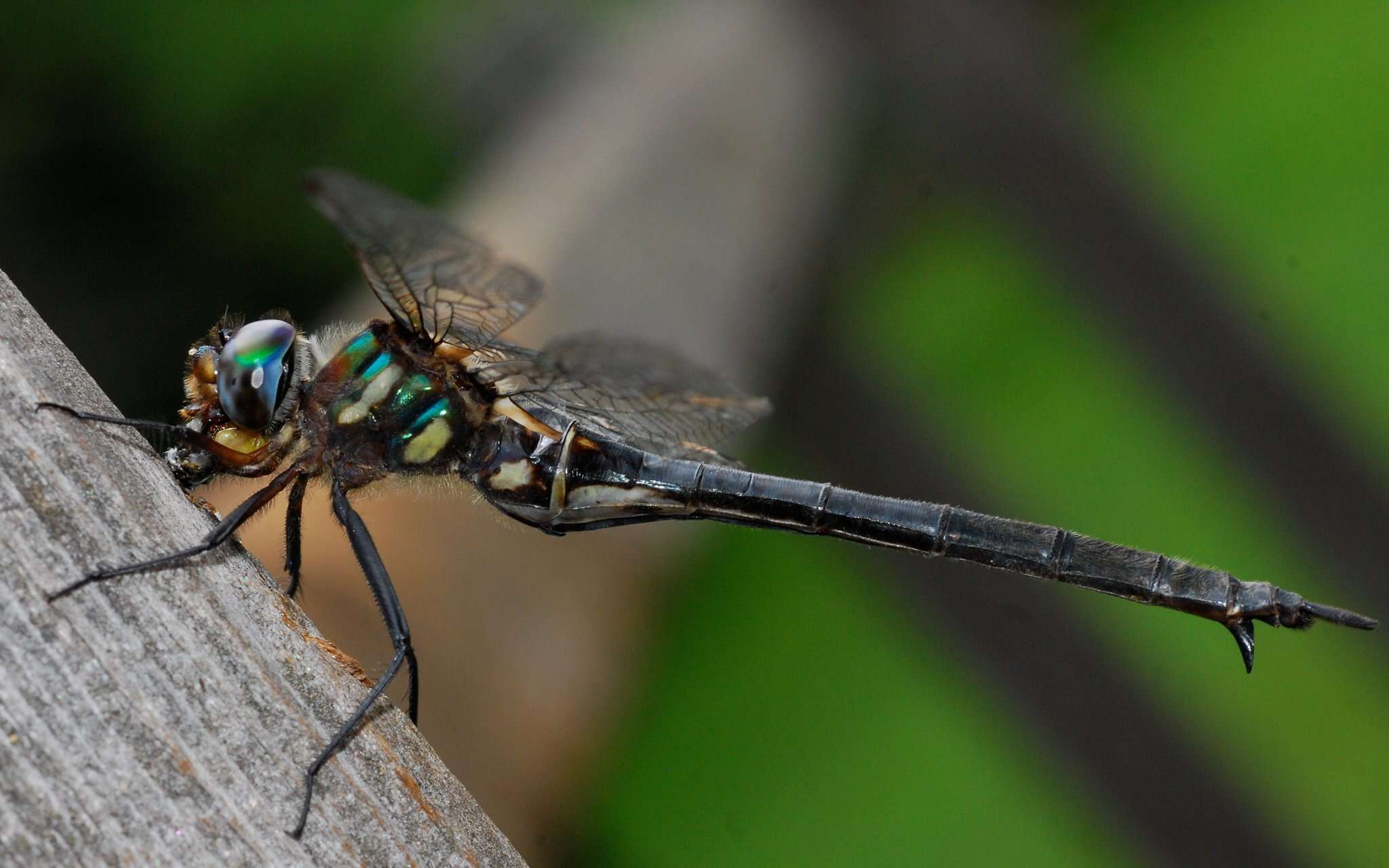 Image of Clamp-tipped Emerald