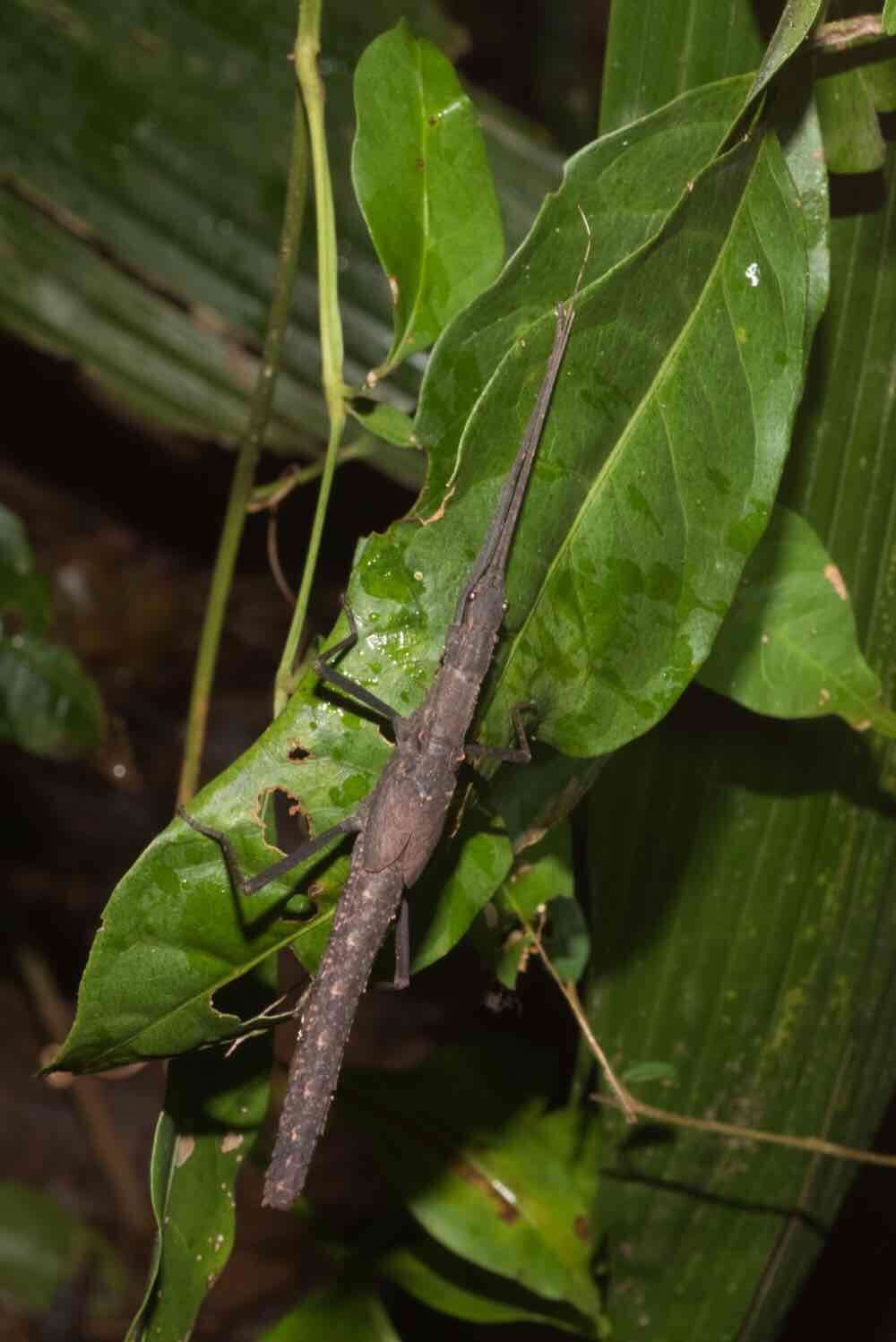 Image of Pseudophasma phthisicum (Linnaeus 1758)