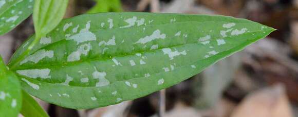 Image de Smilax spinosa Mill.