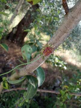 Image of <i>Carpocoris <i>mediterraneus</i></i> mediterraneus