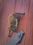 Image of Kuhl's Pipistrelle