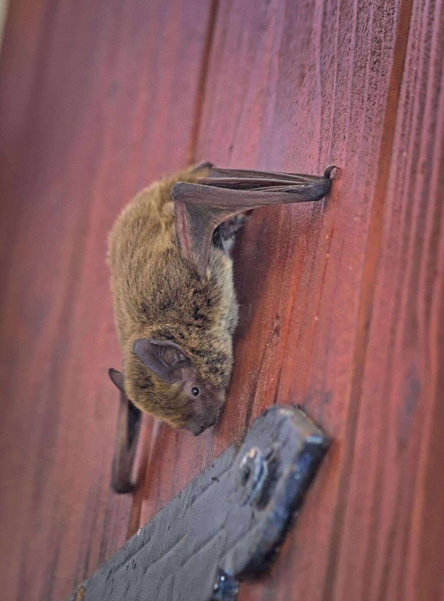 Image of Kuhl's Pipistrelle