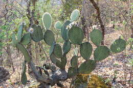 Opuntia setocarpa的圖片