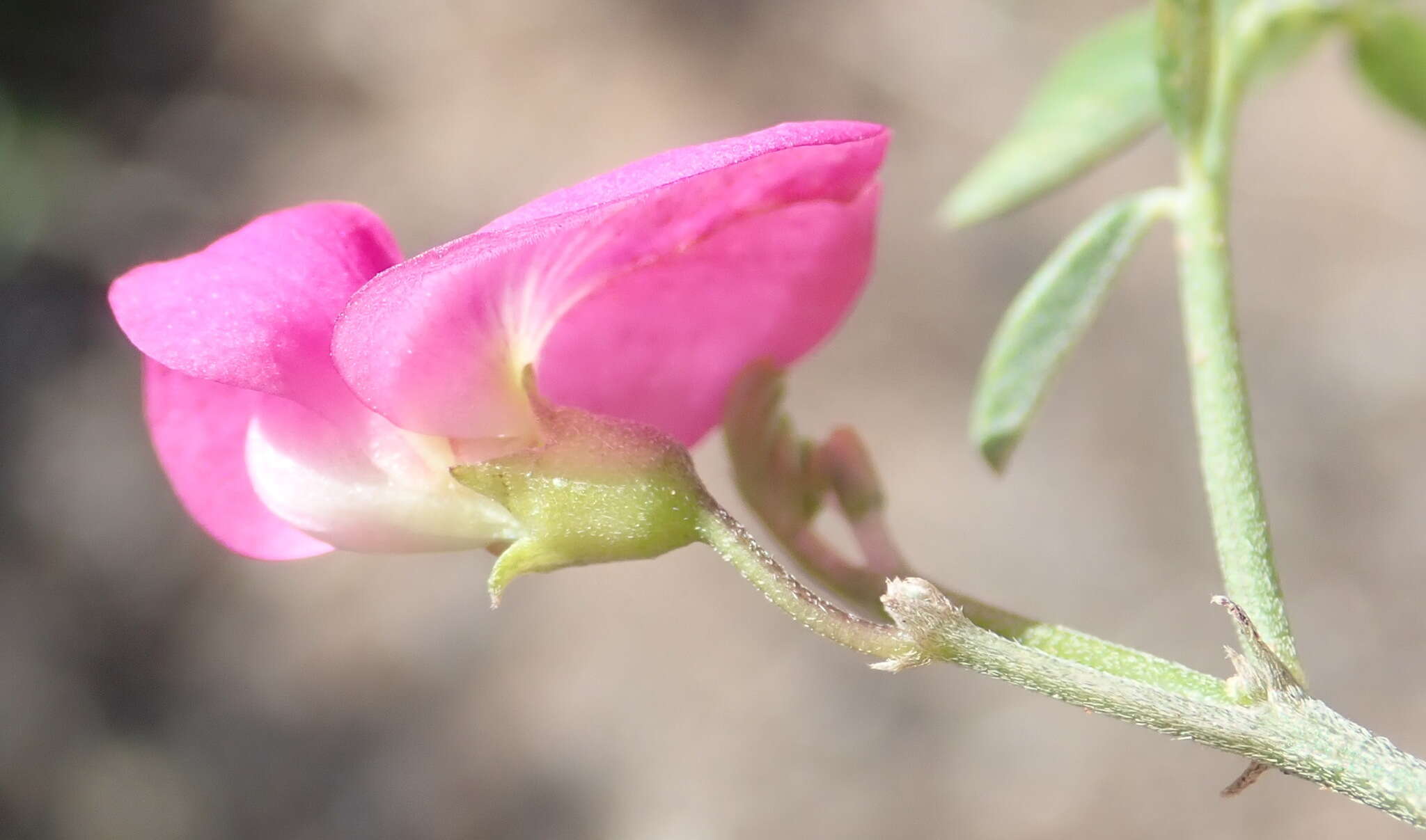 Image of <i>Tephrosia capensis</i> var. <i>angustifolia</i> E. Mey.