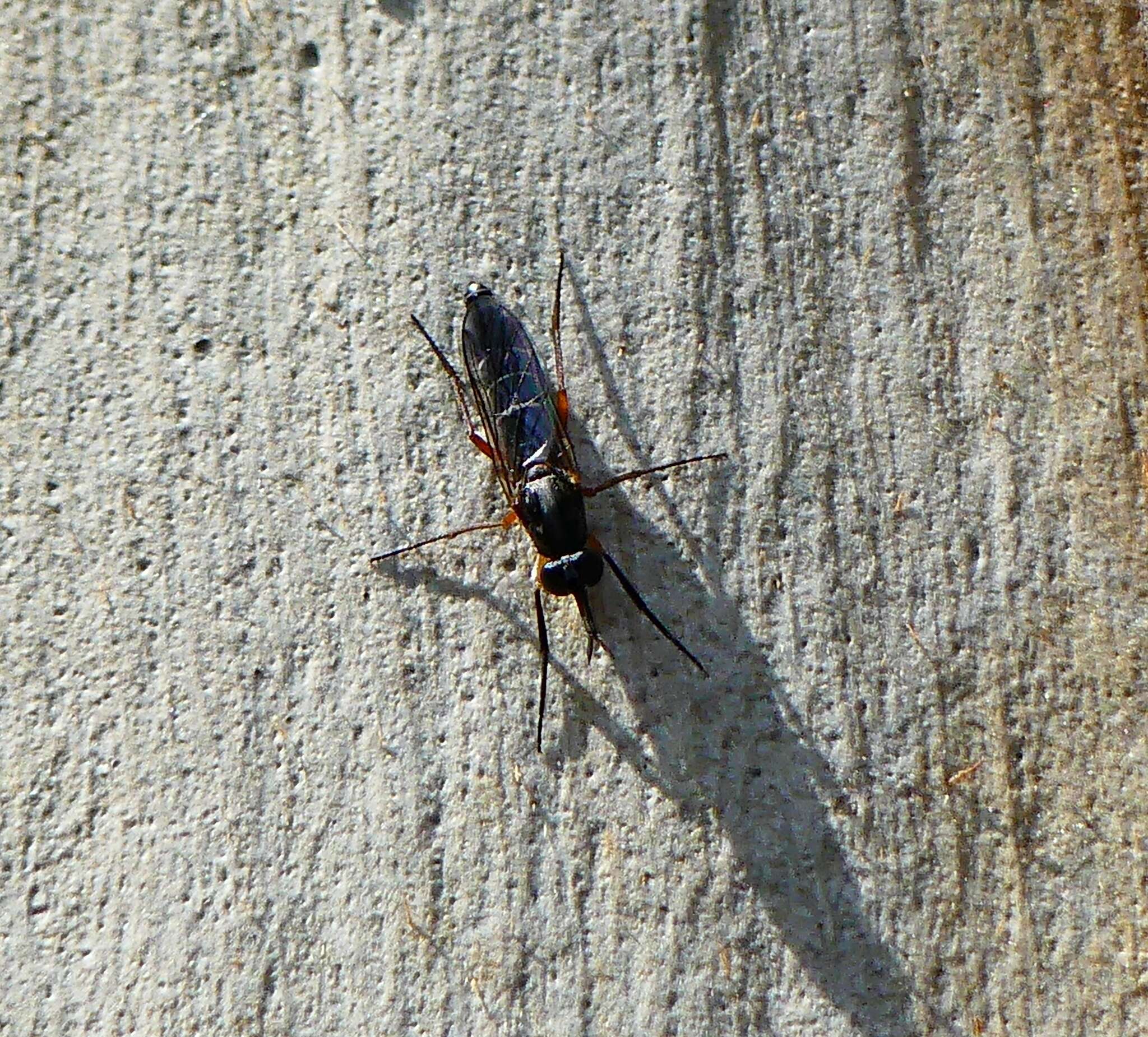 Image of Phycus brunneus (Wiedemann 1824)