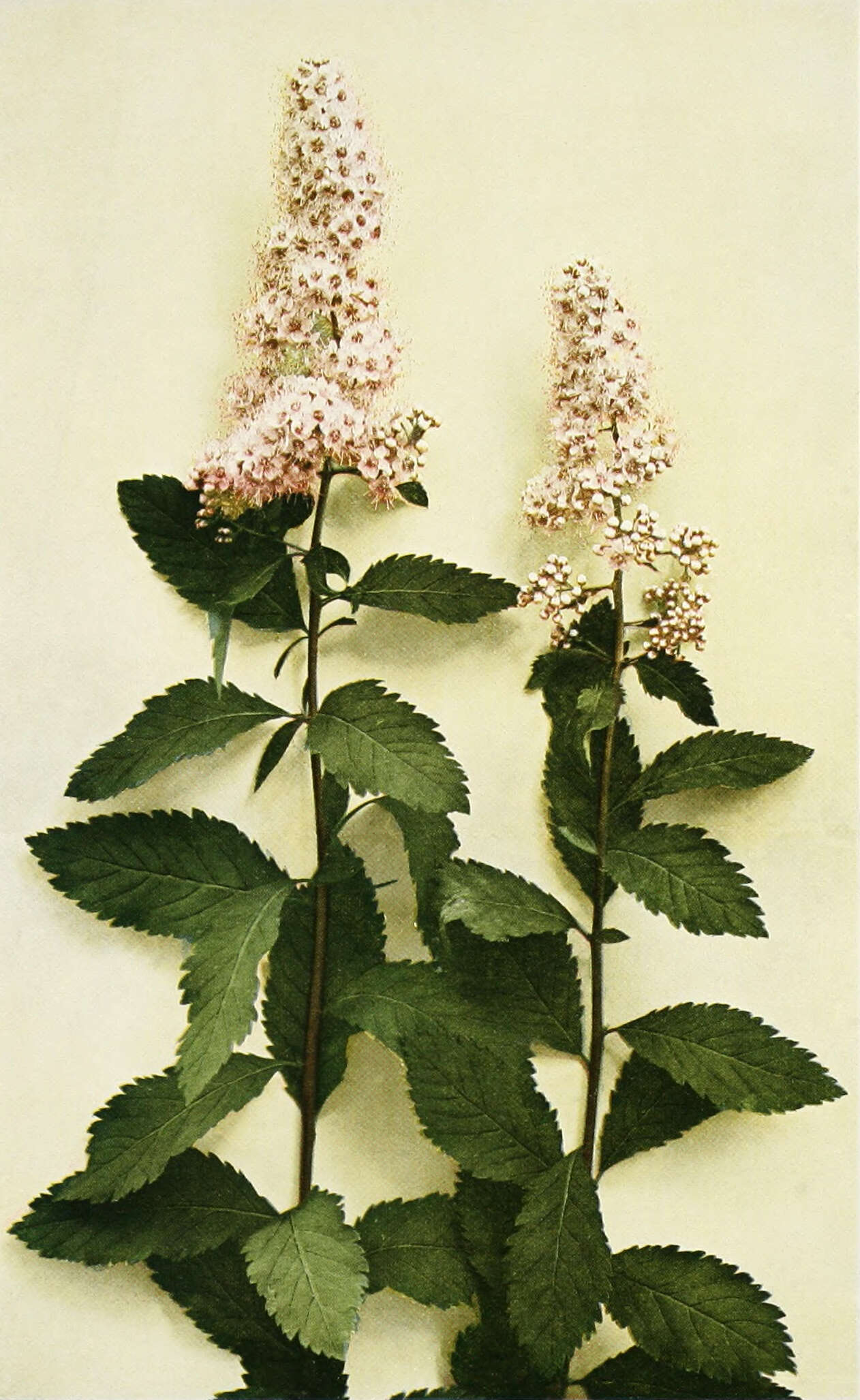 Imagem de Spiraea alba var. latifolia (Aiton) H. E. Ahles