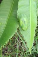 Image of Water Lily Frog