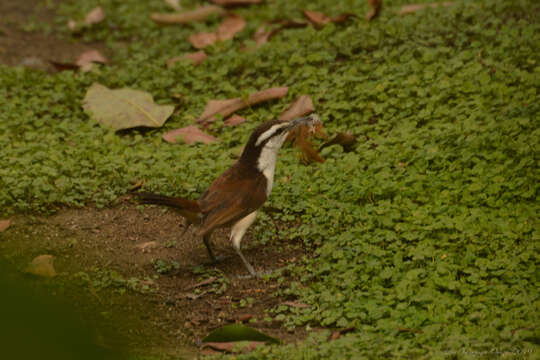 Image of Bicolored Wren