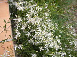 Image of fragrant clematis