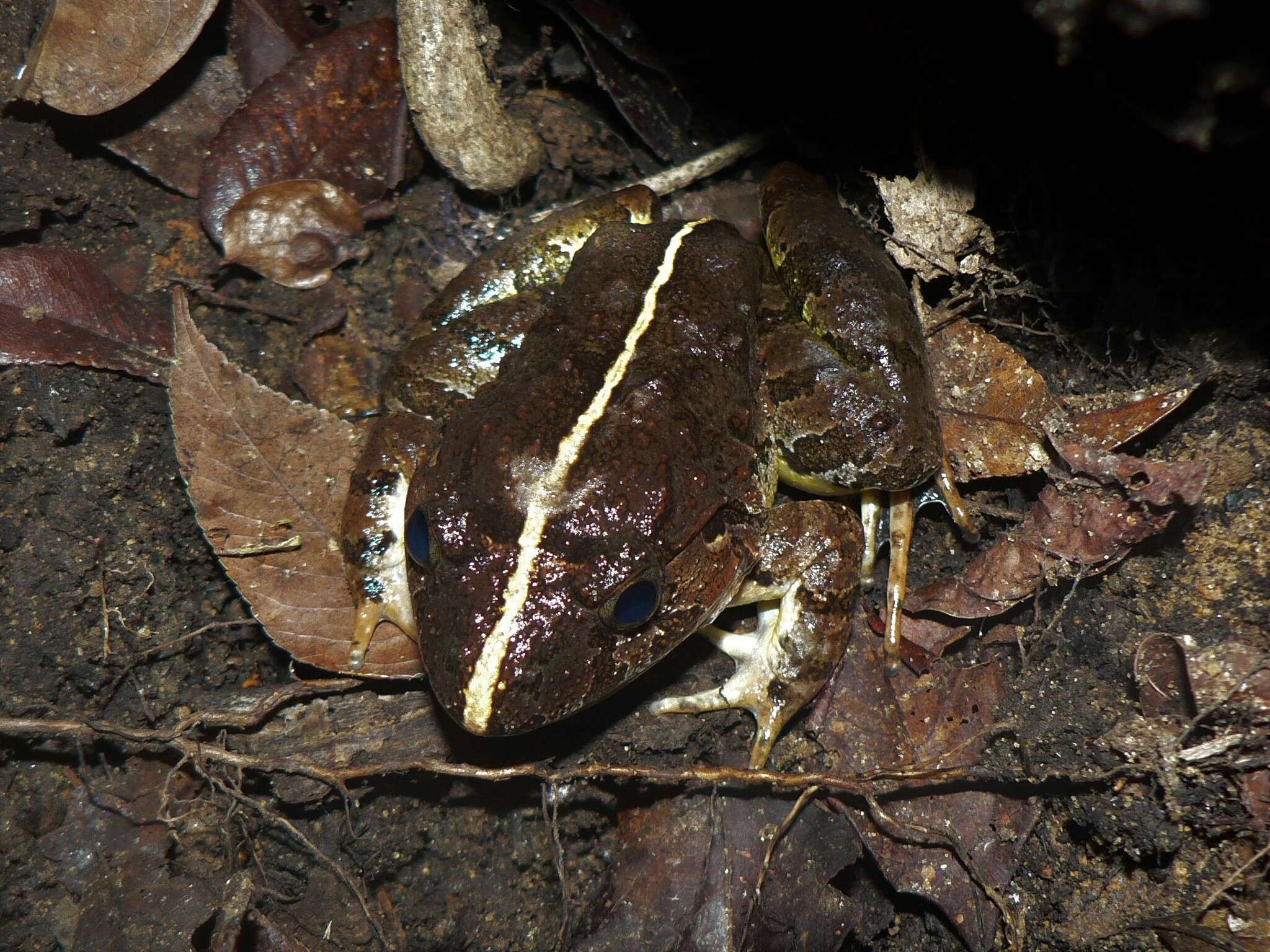 Image of Limnonectes poilani (Bourret 1942)