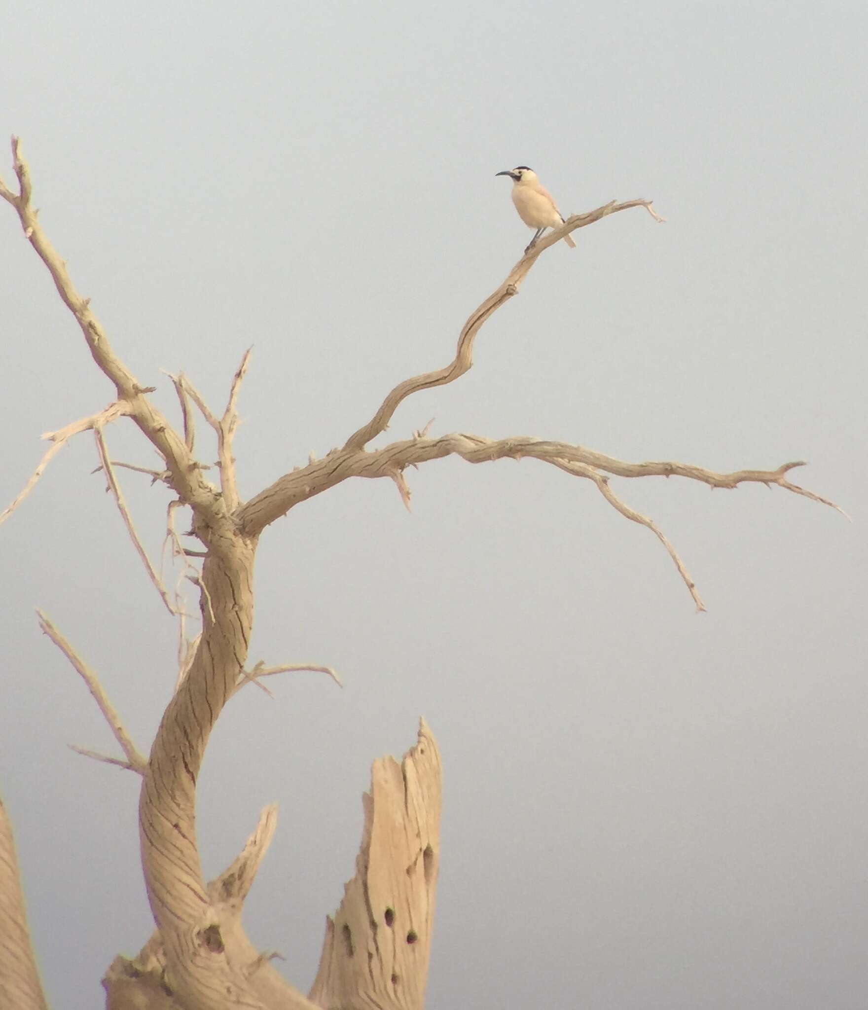 Image of Biddulph's Ground Jay